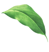 Leaf-5-1-1.png